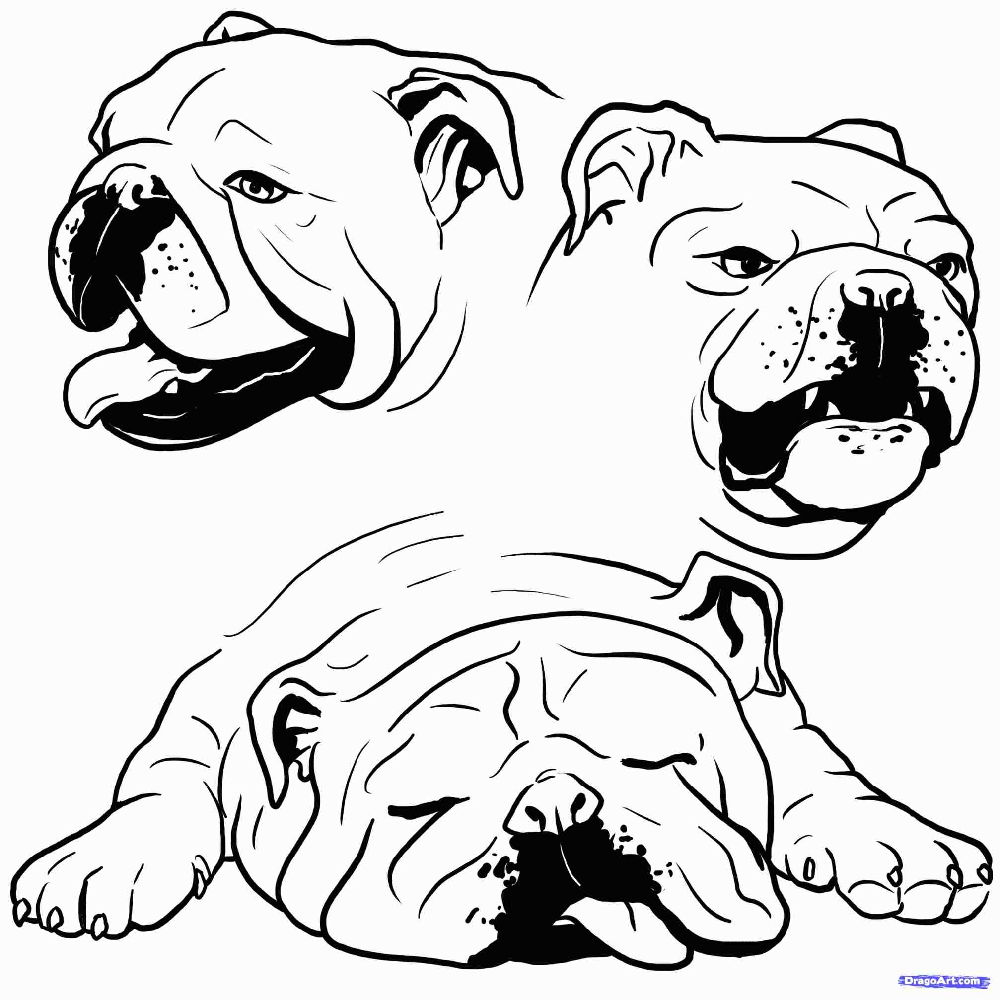 Realistic Frog Coloring Pages 2014x2014 Realistic Frog Coloring Pages