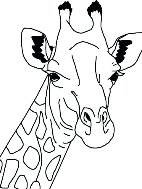 Unique Giraffe Coloring Pages And 98 Realistic Giraffe Coloring 480x640 Unique Giraffe Coloring Pages And 98 Realistic Giraffe Coloring