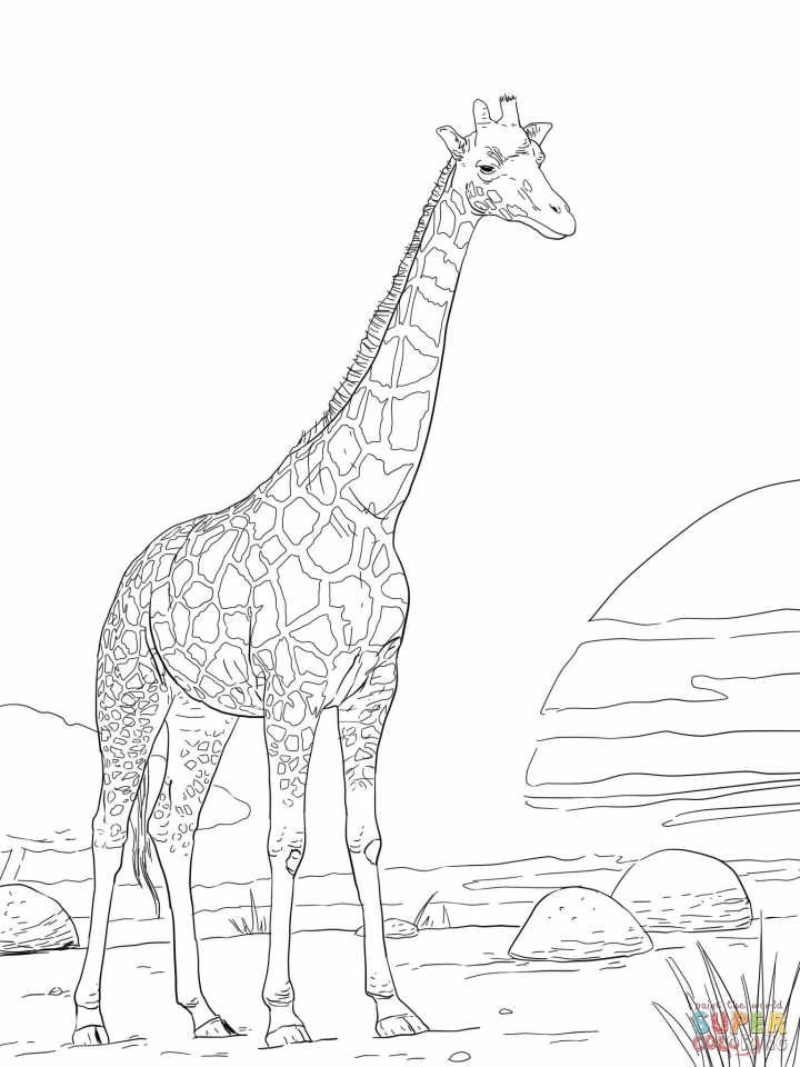 Get This Realistic Giraffe Coloring Pages For Adults 74916 ! 720x960 Get This Realistic Giraffe Coloring Pages For Adults 74916 !