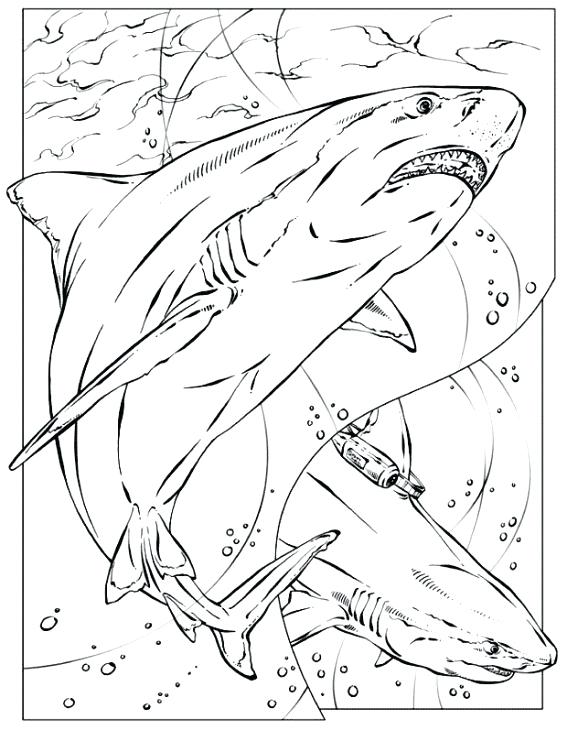 Coloring Page Shark Realistic Coloring Page Of Shark For Adults 567x730 Coloring Page Shark Realistic Coloring Page Of Shark For Adults