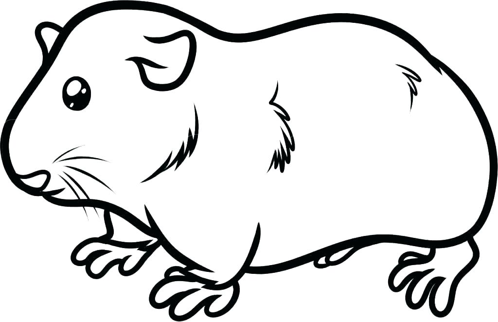 Guinea Pig Coloring Page Guinea Pig Coloring Pages Coloring Pages 1024x662 Guinea Pig Coloring Page Guinea Pig Coloring Pages Coloring Pages
