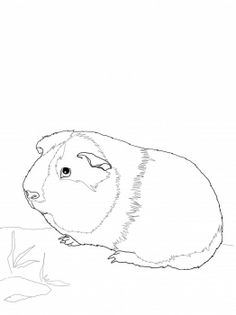 Top 25 Free Printable Guinea Pig Coloring Pages Online Cavy 236x315 Top 25 Free Printable Guinea Pig Coloring Pages Online Cavy