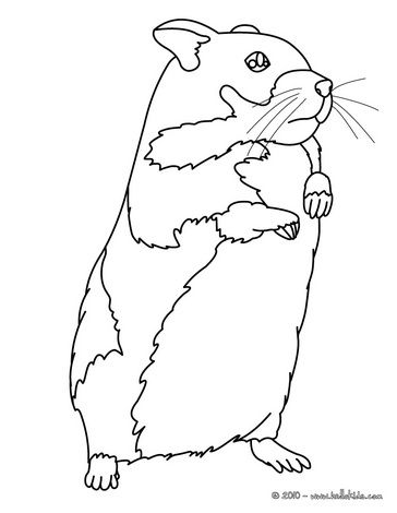 364x470 Kawaii Hamster Coloring Page Books Worth Reading