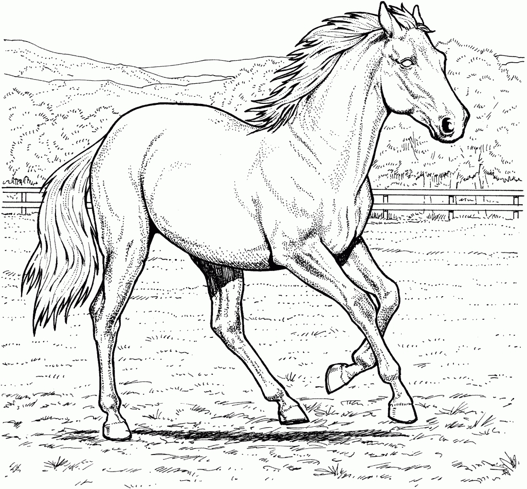 Realistic Horse Coloring Pages 8044 Best 1025x951 Realistic Horse Coloring Pages 8044 Best