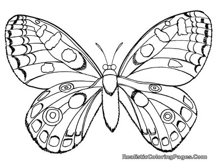440x330 Free Printable Bug Coloring Pages For Kids, Coloring Pages Insects
