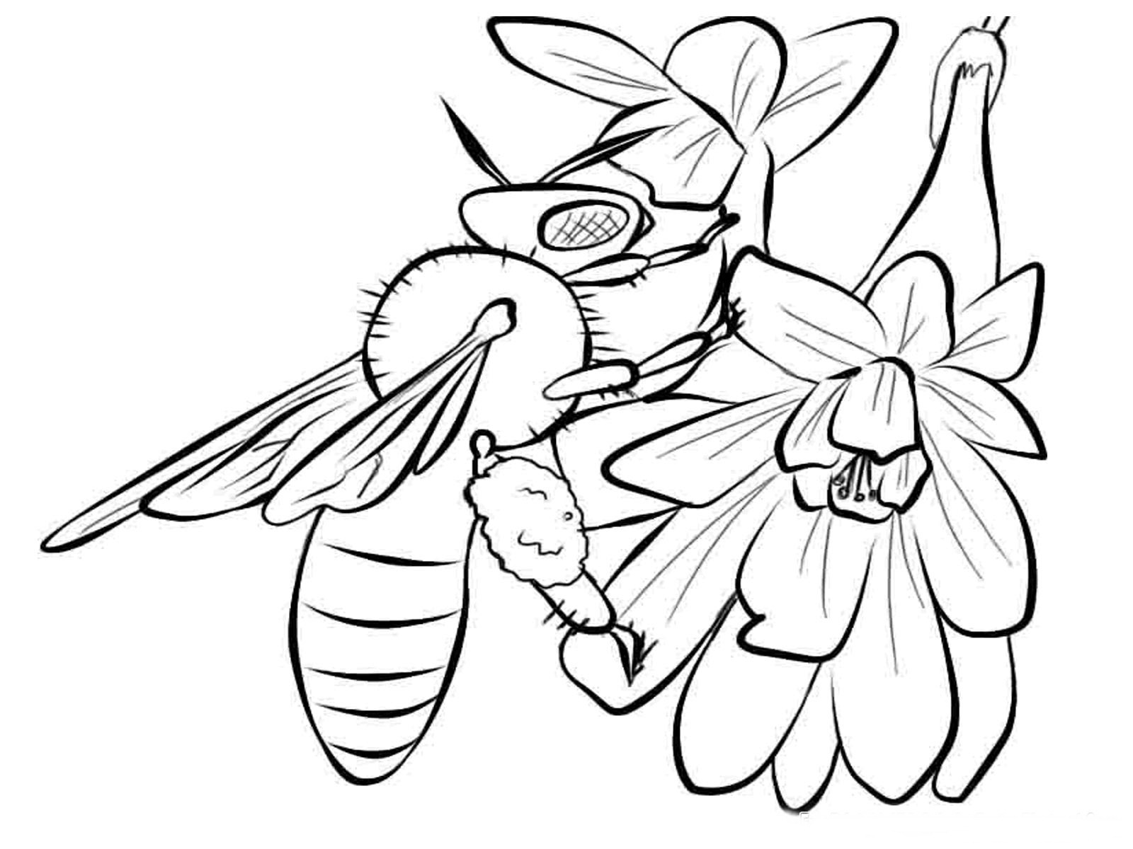 1600x1200 Amazing Flying Insect Coloring Pages Picture Collection
