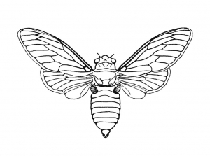 300x223 Insects Coloring Pages For Kids To Print Amp Color