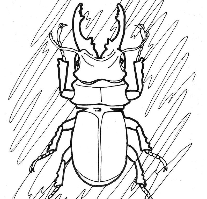 800x768 Coloringor Kids Beetle Pages Blue Insect Toddlers Insects