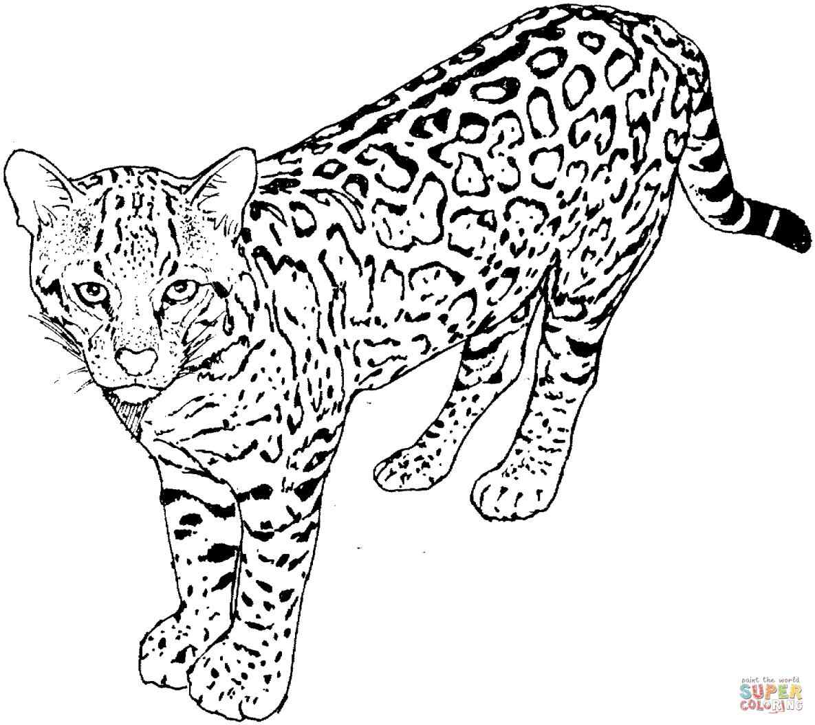 1185x1055 Realistic Kitten Coloring Pages Online Coloring Printable