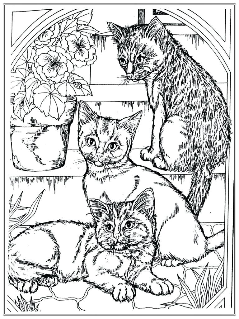 768x1024 Challenge Coloring Pages Of Real Kittens Realistic Kitten Drawing