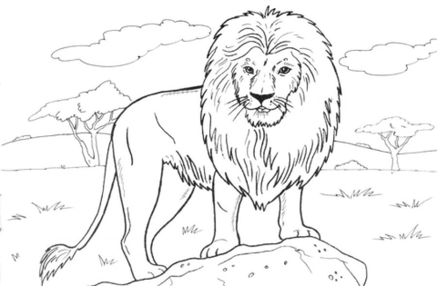 900x590 Free Printable Realistic Lion Coloring Page For Adults Animal