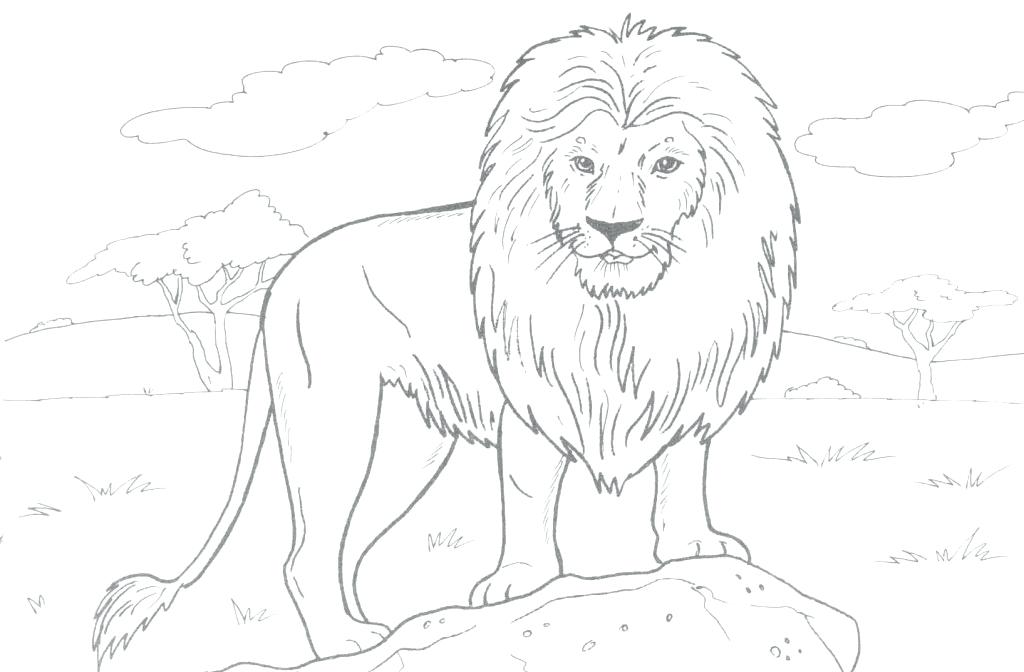 1024x672 Realistic Lion Coloring Pages Coloring Pages Of Lion Coloring