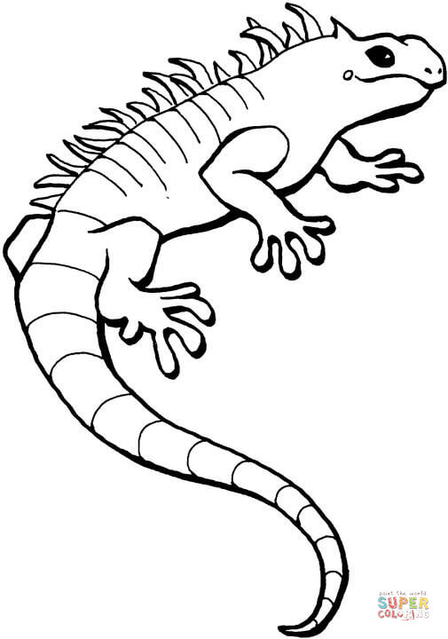 Iguana Download Coloring Page 505x720 Iguana Download Coloring Page