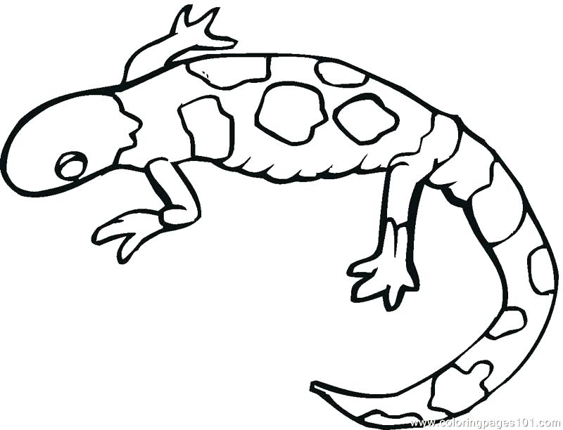 Lizard Man Colouring Pages Reptile Coloring Page Thick Lined 800x612 Lizard Man Colouring Pages Reptile Coloring Page Thick Lined