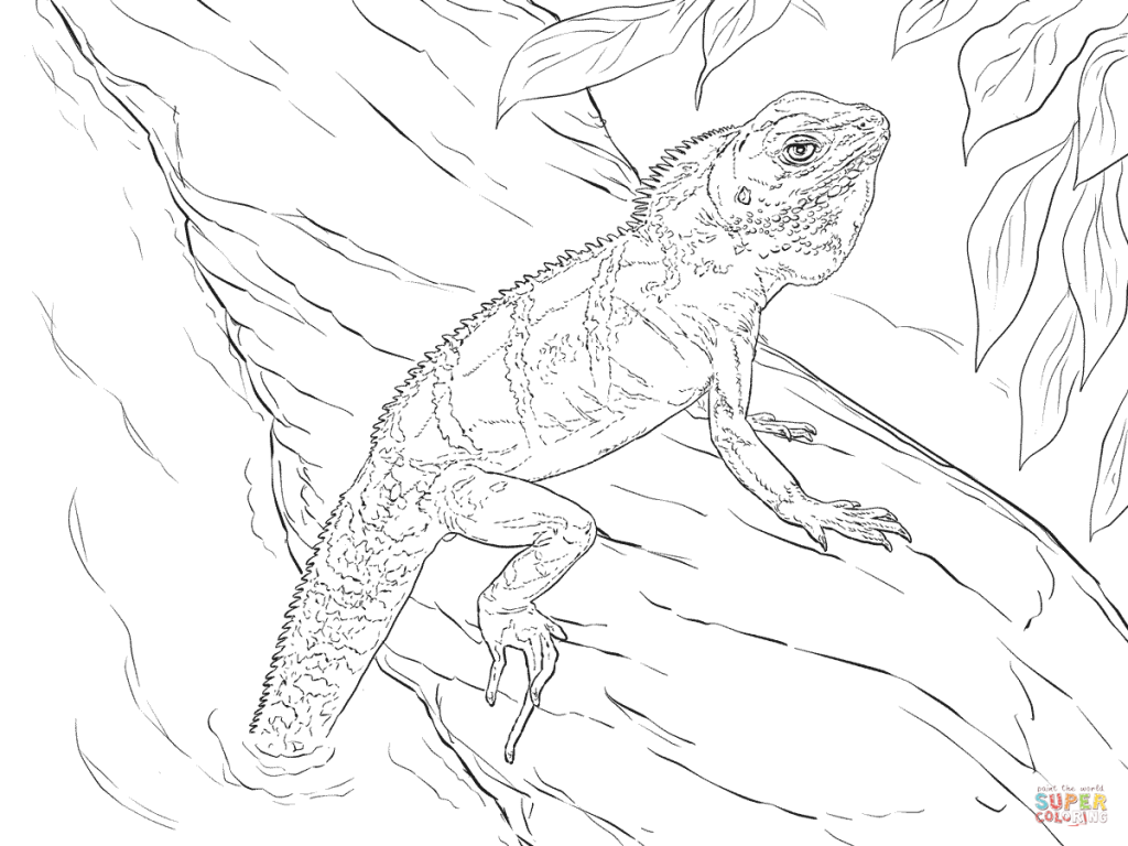 Realistic Chinese Water Dragon Download Coloring Pages 1024x768 Realistic Chinese Water Dragon Download Coloring Pages