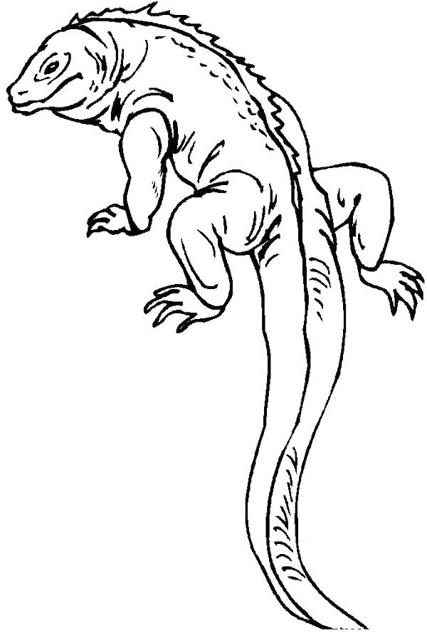 Realistic Lizard Coloring Pages at GetColorings.com | Free printable ...