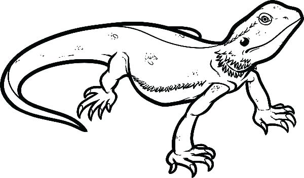 Realistic Lizard Coloring Pages at GetColorings.com | Free printable ...