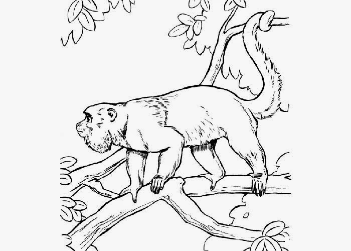 Realistic Monkey Coloring Pages
