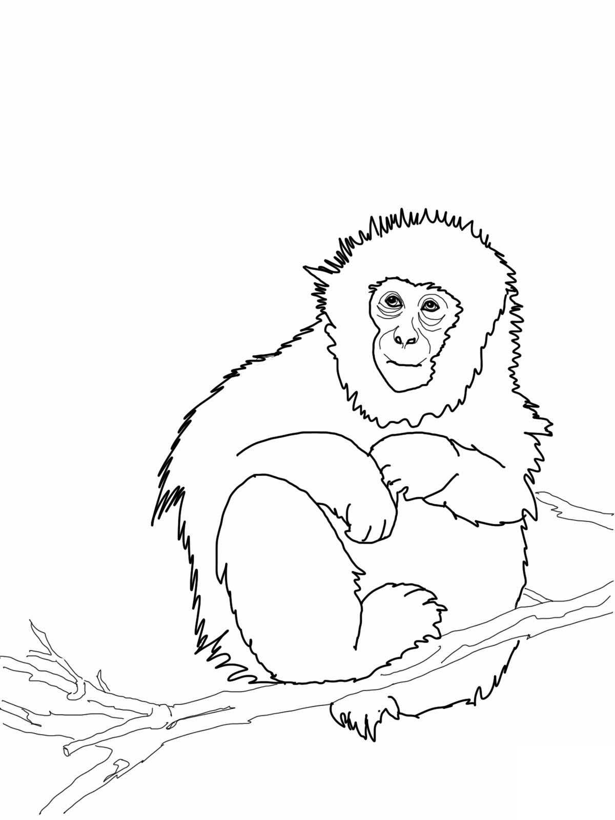 Free Printable Monkey Coloring Pages For Kids 1200x1600 Free Printable Monkey Coloring Pages For Kids