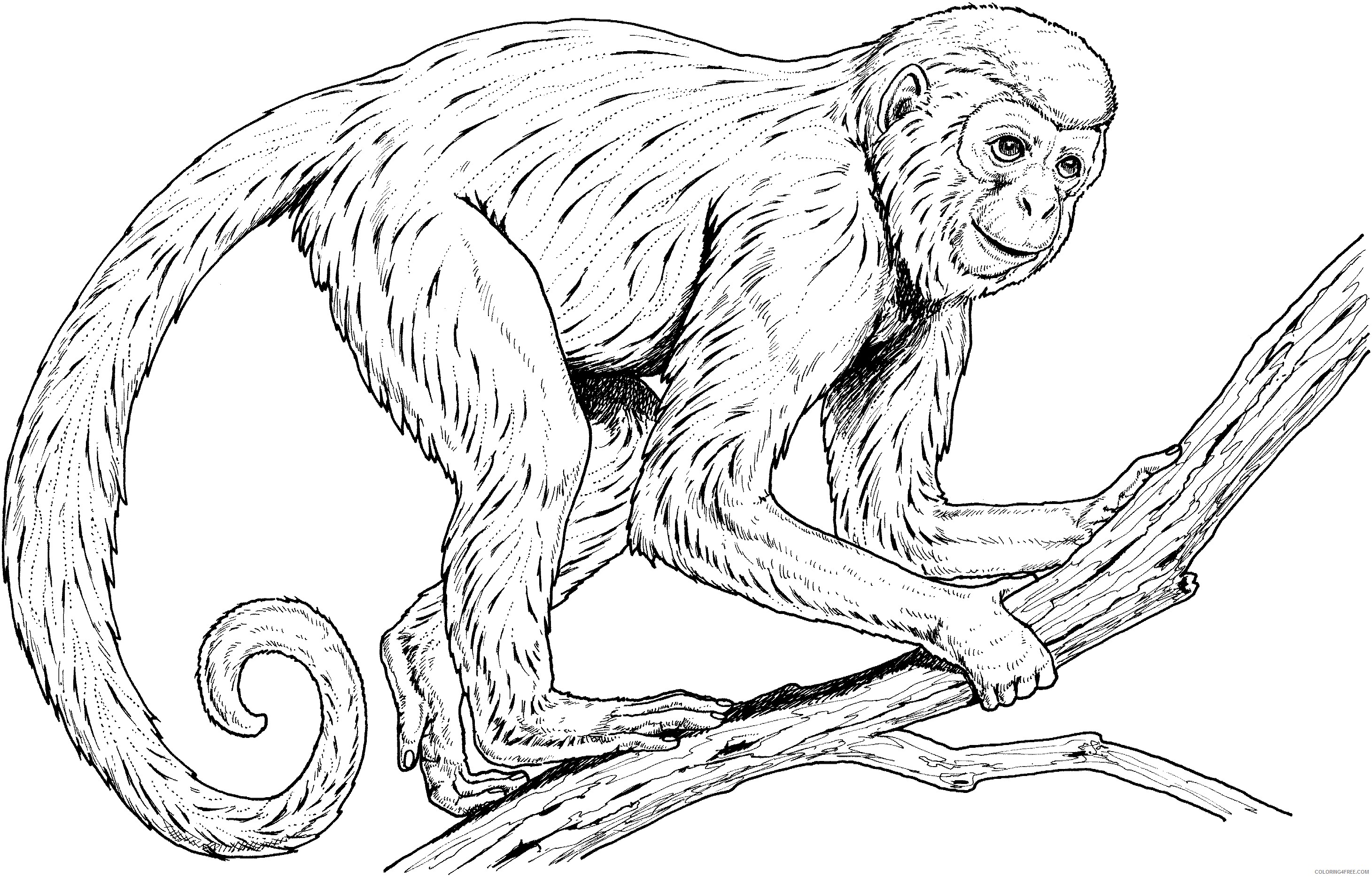 Realistic Monkey Coloring Pages Coloring4free 2921x1867 Realistic Monkey Coloring Pages Coloring4free