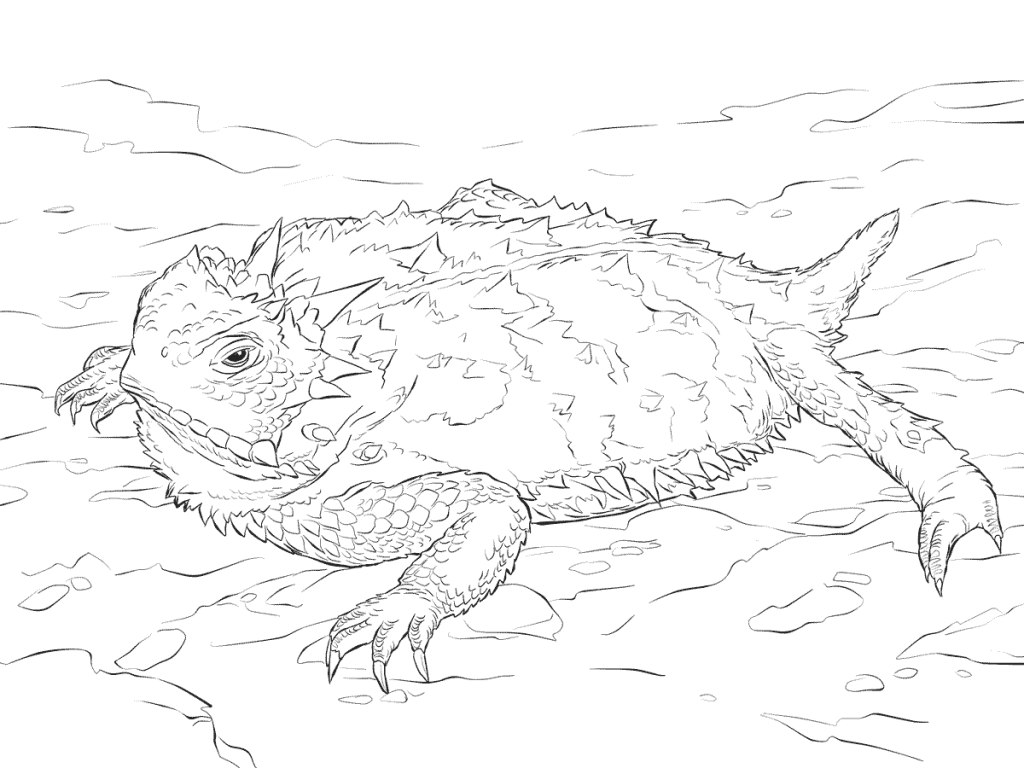 Realistic Texas Horned Lizard Desert Coloring Pages 1024x768 Realistic Texas Horned Lizard Desert Coloring Pages
