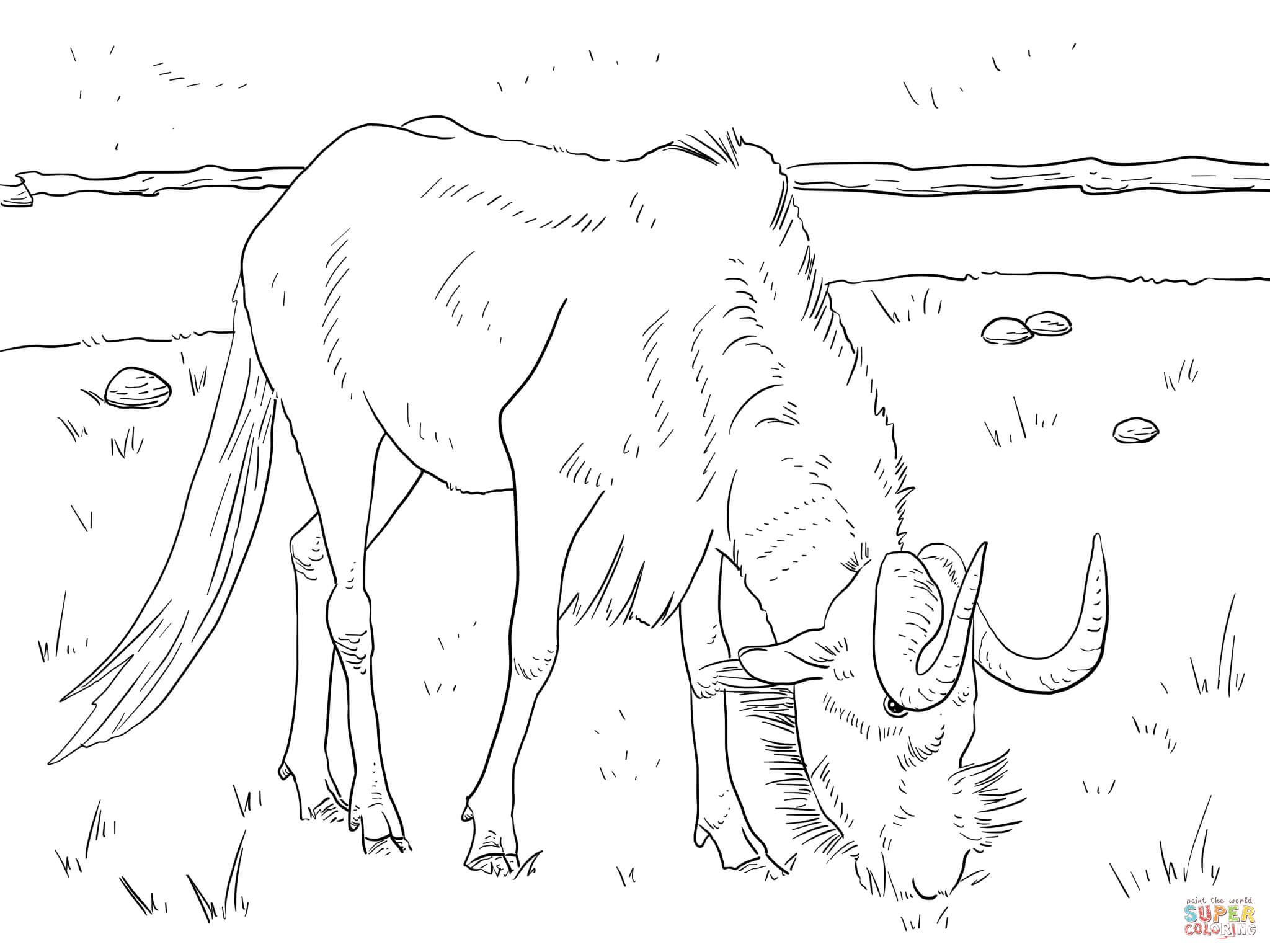 Realistic Black Wildebeest Coloring Page.jpg Color 2048x1535 Realistic Black Wildebeest Coloring Page.jpg Color