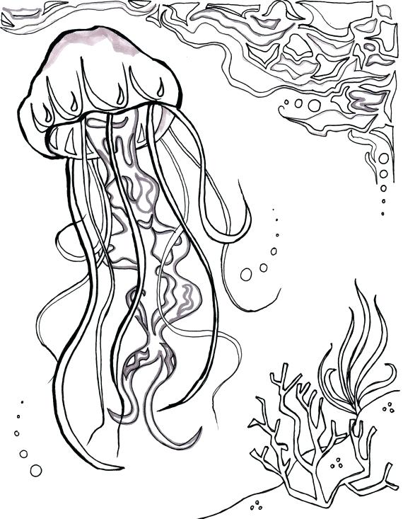 570x733 Jelly Fish Coloring Page Ocean Fish Coloring Pages Fish Color