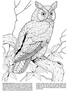 Realistic Owl Coloring Pages These Are Some Owl Coloring Pages 236x309 Realistic Owl Coloring Pages These Are Some Owl Coloring Pages