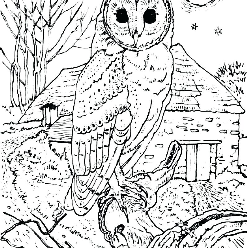 Barn Owl Coloring Page Realistic Barn Owl Coloring Pages Print 796x800 Barn Owl Coloring Page Realistic Barn Owl Coloring Pages Print