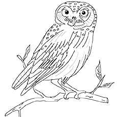 Top 25 Free Printable Owl Coloring Pages Online 230x230 Top 25 Free Printable Owl Coloring Pages Online