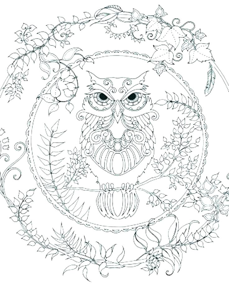 Barn Owl Colouring Pages Coloring To Print Page For Adults 736x919 Barn Owl Colouring Pages Coloring To Print Page For Adults