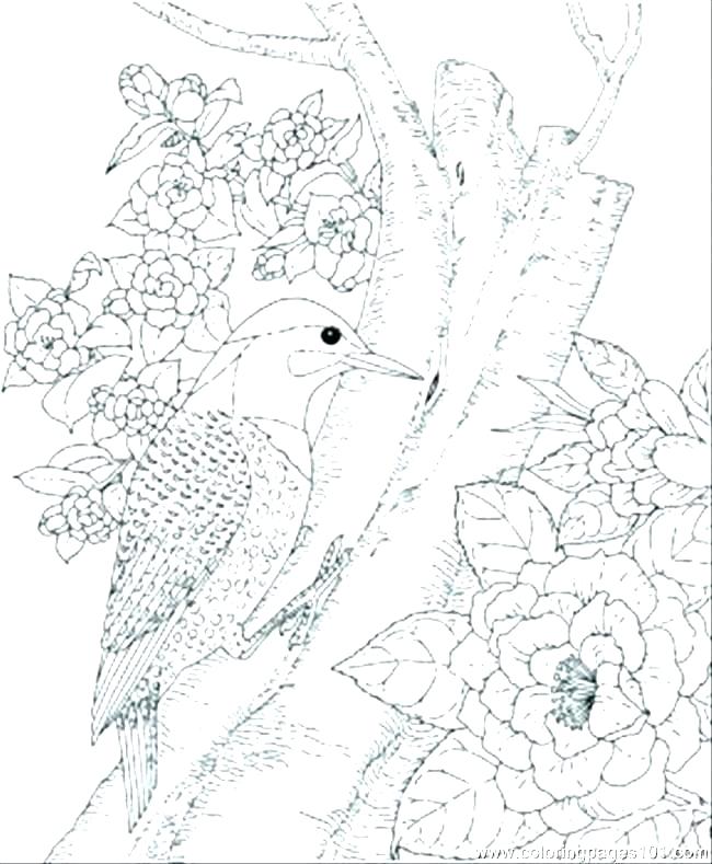 Birds Coloring Pages Owl Coloring Pages Bird Coloring Pages 650x789 Birds Coloring Pages Owl Coloring Pages Bird Coloring Pages