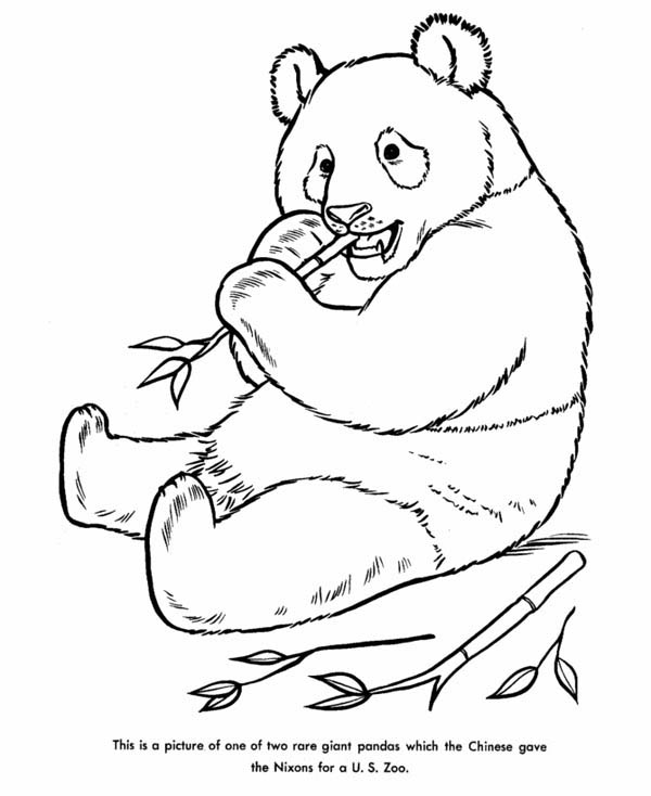 600x734 Giant Panda Coloring Page