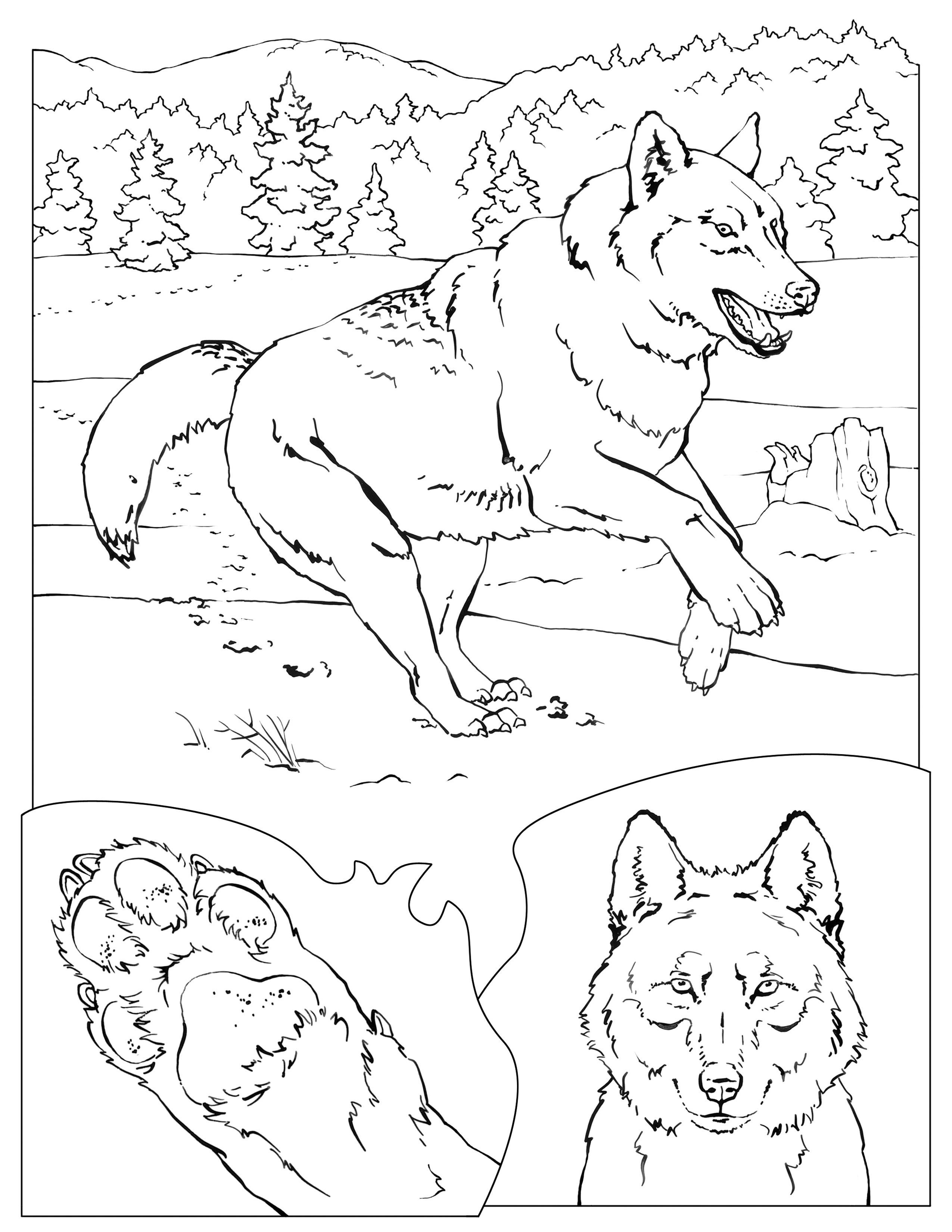 2550x3300 Lion Coloring Pages National Geographic Realistic Lion Coloring