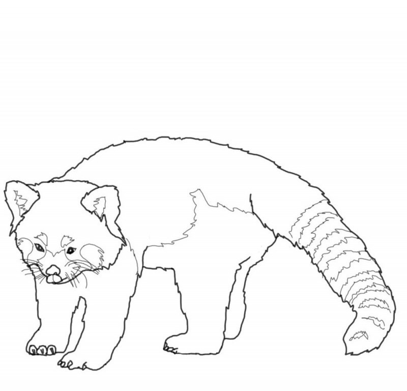 800x768 Red Panda Coloring Pages Free 75vp0834 Kids Coloring Book
