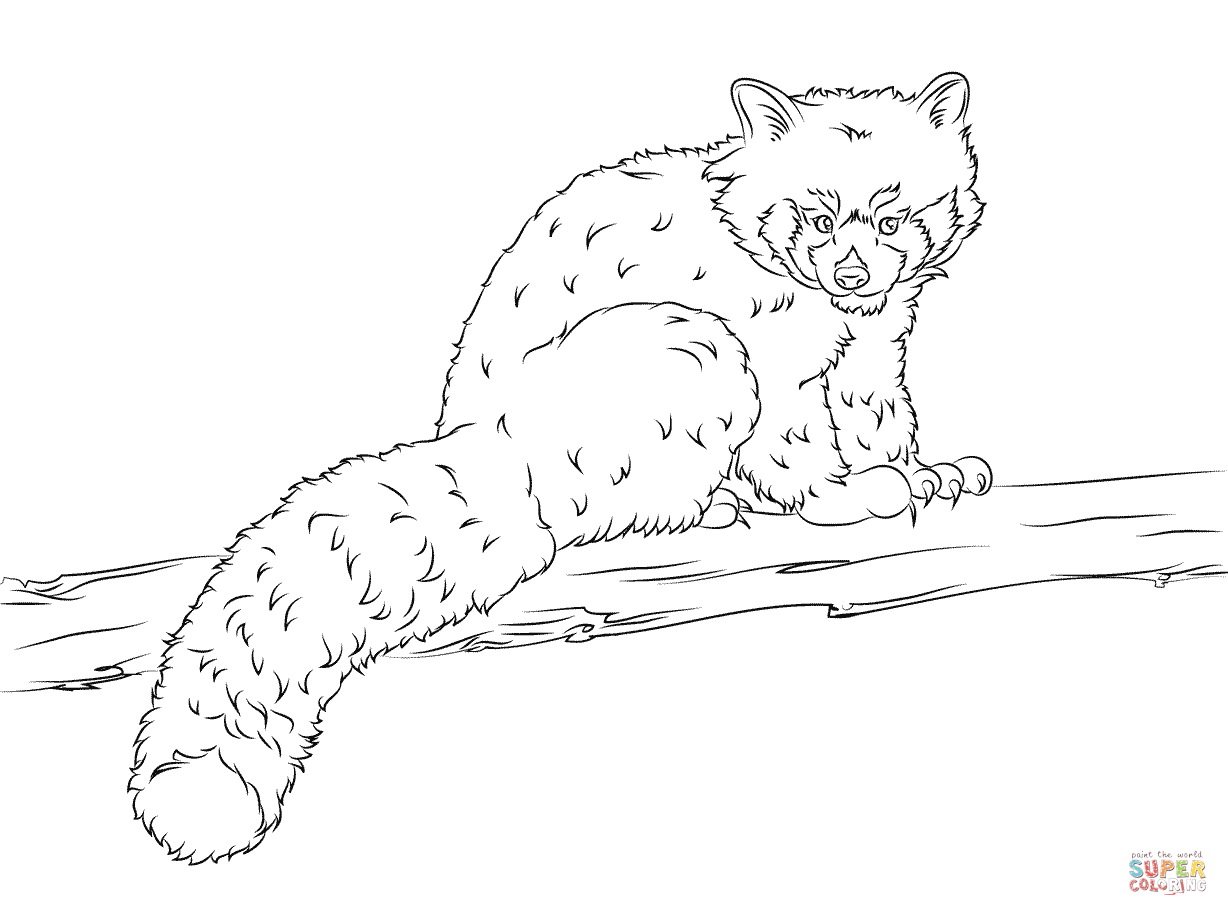 1228x916 Red Panda Coloring Pages Free Coloring Pages Red Panda Coloring