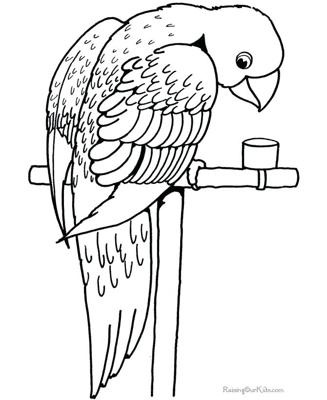 670x820 Blue And Gold Macaw Coloring Pages Drawn Parrot Coloring Page 13