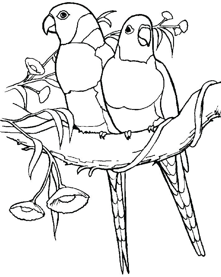 710x887 Parrot Coloring Pages Parrots In Love Parrot Coloring Pages Online