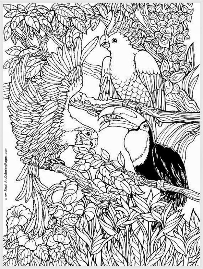 773x1024 Parrots Bird Adult Free Coloring Pages Realistic Coloring Pages