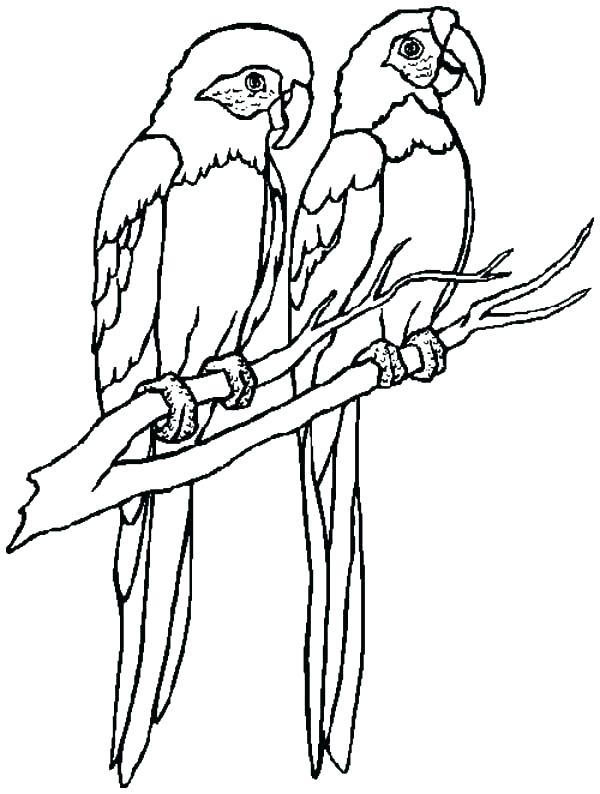 Realistic Parrot Coloring Pages at GetColorings.com | Free printable ...