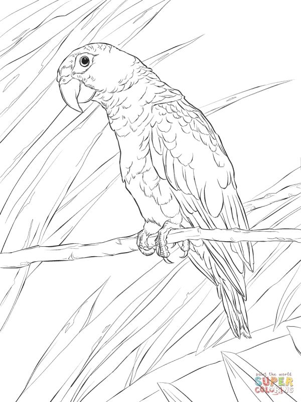 600x800 Realistic Puerto Rican Parrot Detailed Coloring Pages For Adults