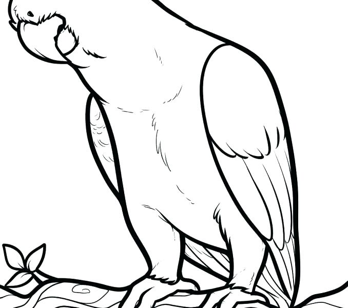 678x600 Coloring Pages Of Parrots Parrot Coloring Page Parrot Coloring