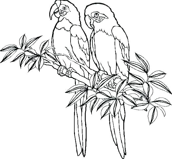 590x546 Coloring Pages Of Parrots Parrot Coloring Pages Parrot Coloring