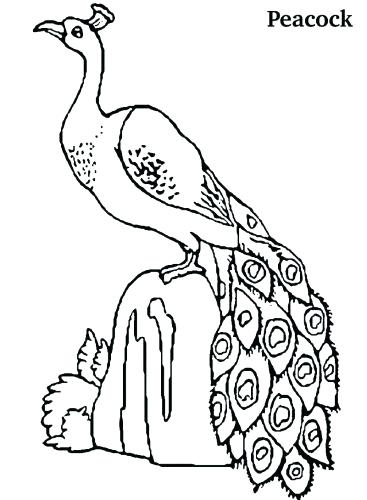 367x500 Peacock Coloring Pages For Adults Peacock Coloring Page Peacock