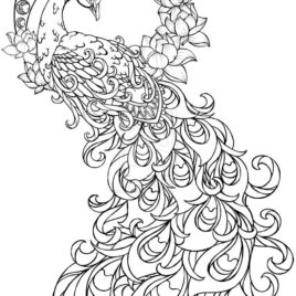 268x268 Coloring Pages For Adults Peacock Archives