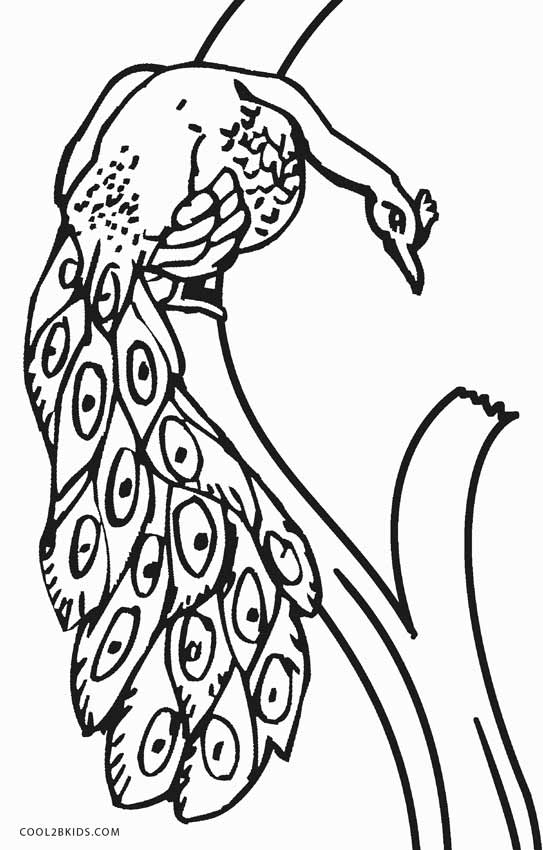 543x850 Printable Peacock Coloring Pages For Kids Cool2bkids