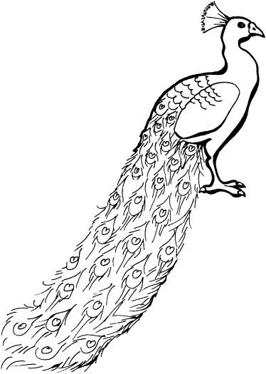 374x525 Realistic Peacock Coloring Page Peacock With Tail Down Coloring