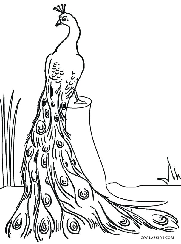 607x820 Realistic Peacock Coloring Pages