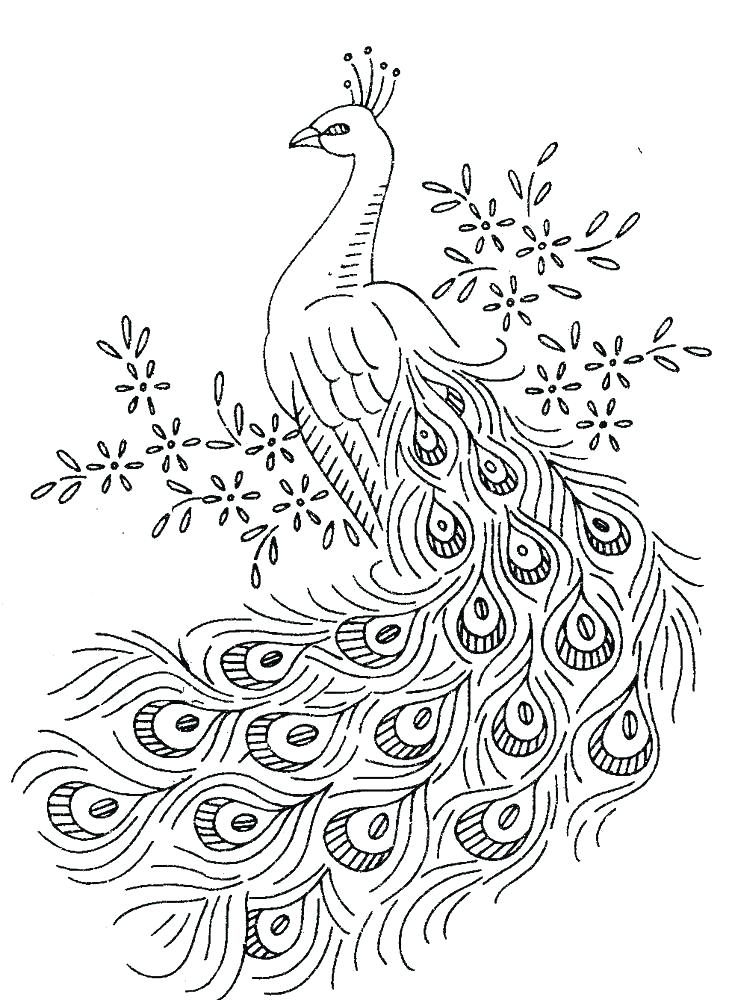 729x1000 Free Printable Peacock Coloring Pages For Kids Coloring Pages