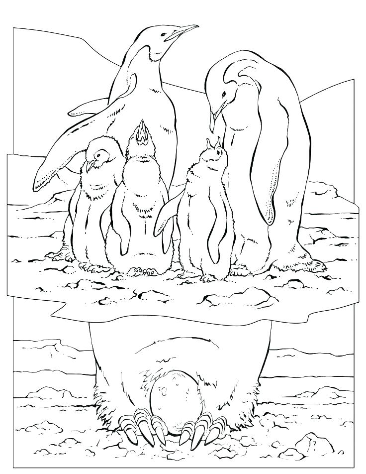 Geographic Coloring Pages Emperor Penguin Coloring Page Geographic 736x952 Geographic Coloring Pages Emperor Penguin Coloring Page Geographic